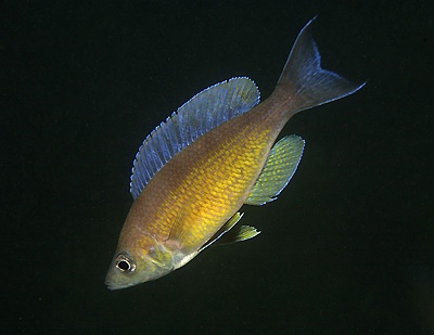 Cyprichromis zonatus 'Kombe'